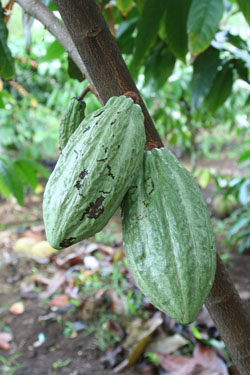 Cacaobonen