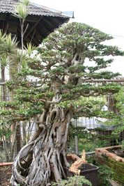 Oude bonsaiboom