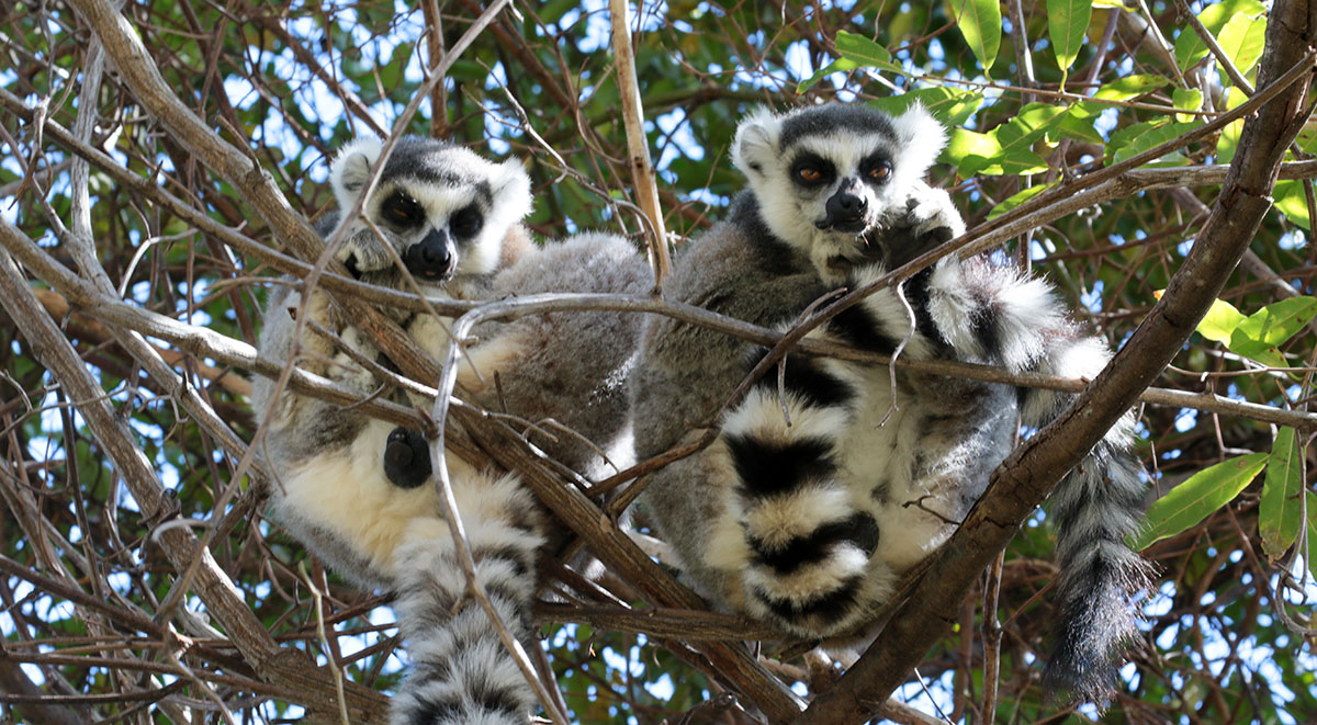 Ring-tailed Lemur, Anja Community Reserve