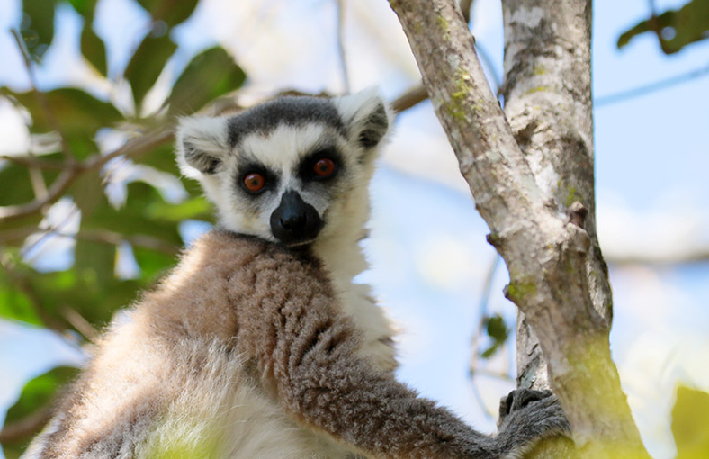 Ring-tailed lemur in Anja Madagascar