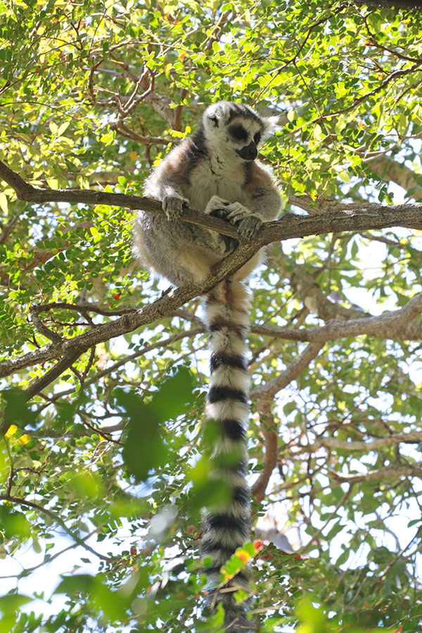 Ringstaartmaki - Ring-tailed Lemur