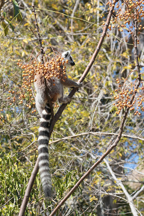 Ringstaartmaki - Ring-tailed Lemur
