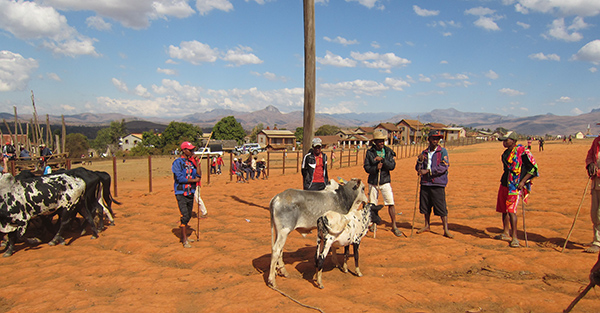 Cattle Market Ambalavao
