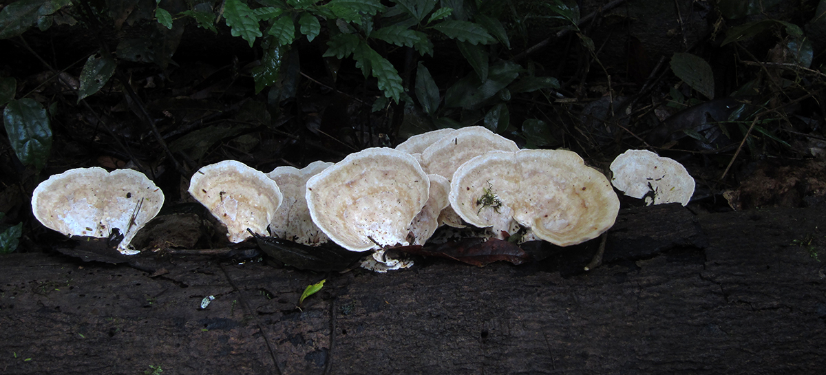 Madagascar - fungi