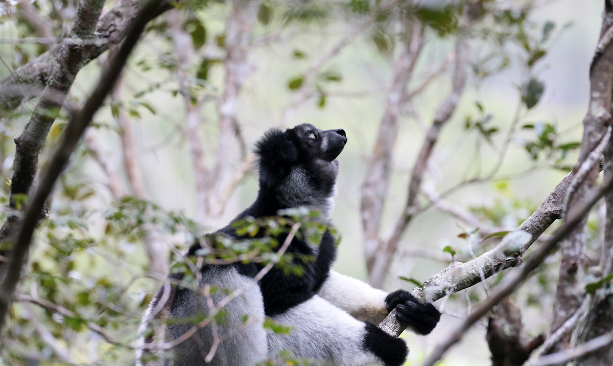 Indri-indri, Madagascar