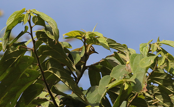 Madagascar White-eye, Zosterops maderaspatanus