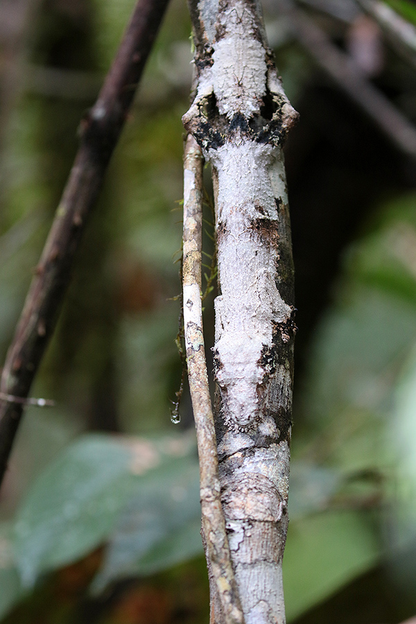 Mossy Leaf-taild Gecko. 