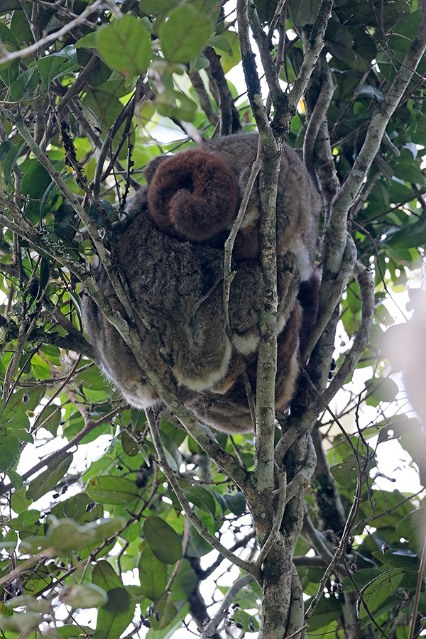 Woolly Lemur in Mantadia