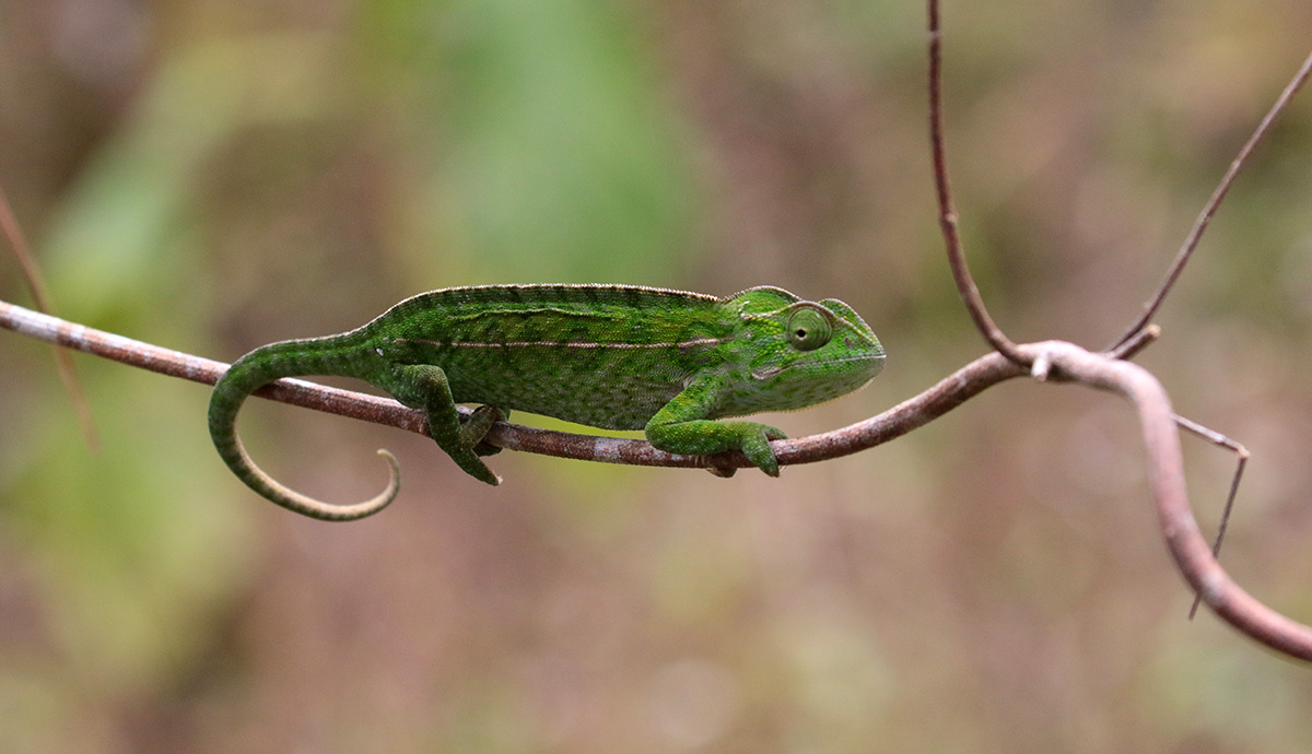 Jewelled Chameleon (Male)
