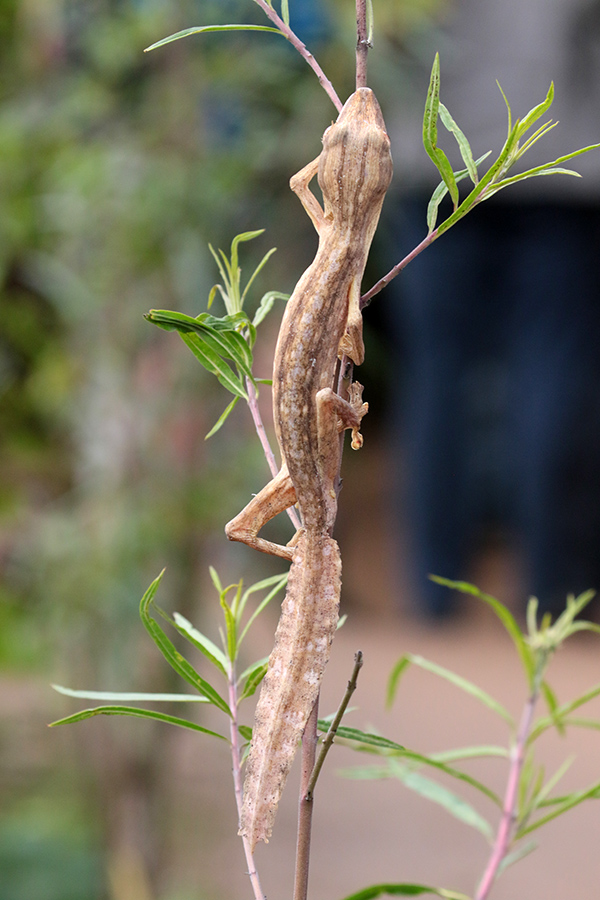 Lined Leaf-tailed Gecko