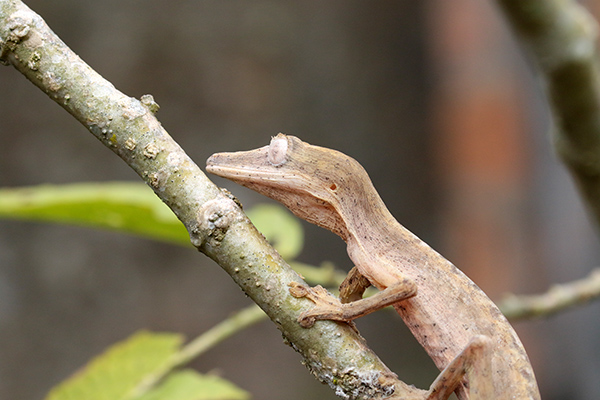 Lined Leaf-tailed Gecko