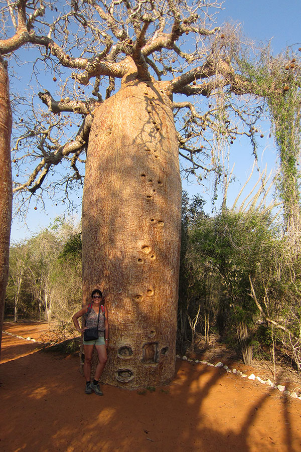 Spiny forest, baobab