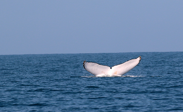 Humpbackwhale, Mozambique Channel, Ifaty, Madagascar