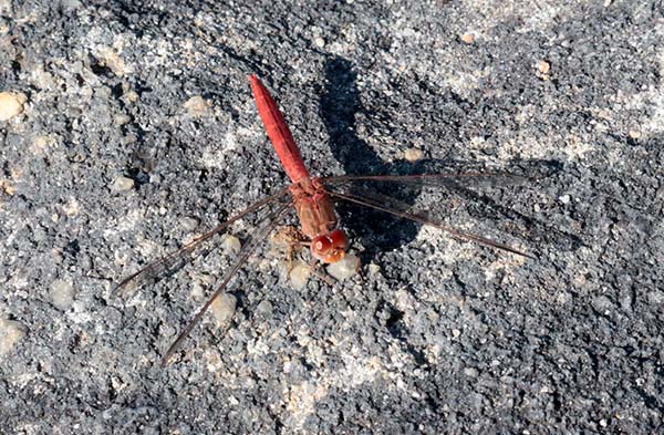 Red dragonfly, Isalo NP, Madagascar