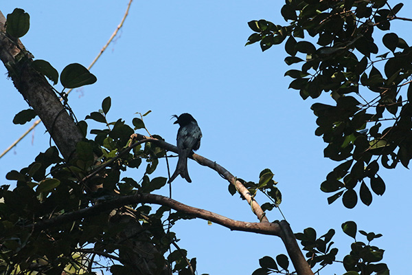 Crested Drongo 