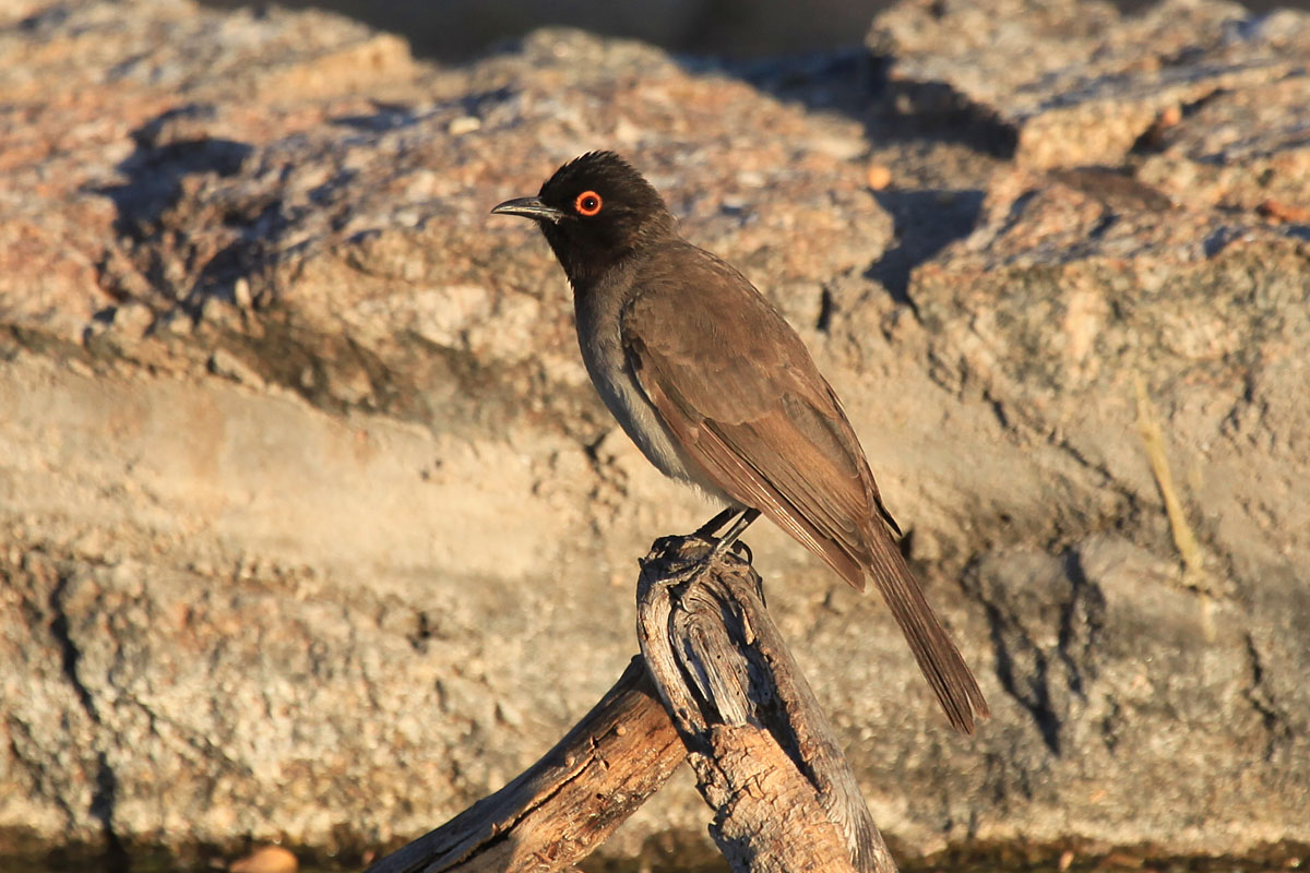 African Red-Eyed Bulbul (Pycnototus nigricans)