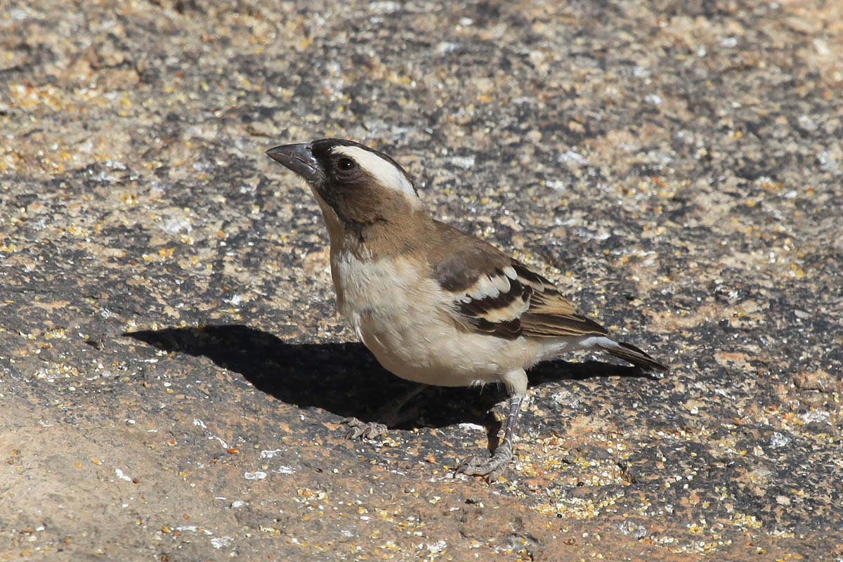 White-Browed Sparrow-Weaver (Plocepasser Mahali)
