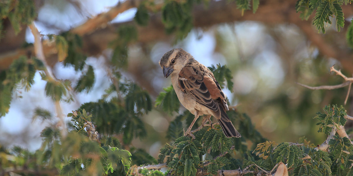 Great Sparrow Passer motitensis