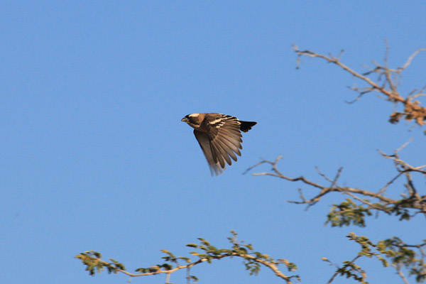 White-Browed Sparrow Weaver