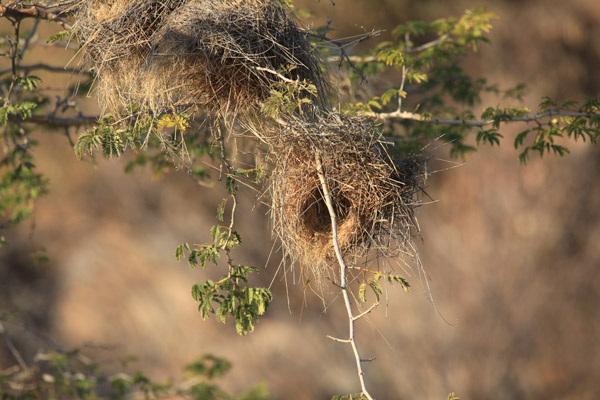 Nest van White-Browed Sparrow Weaver