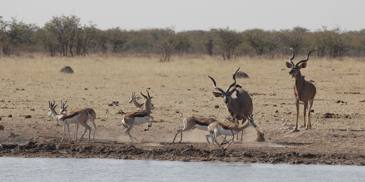 Kudu and Springbok