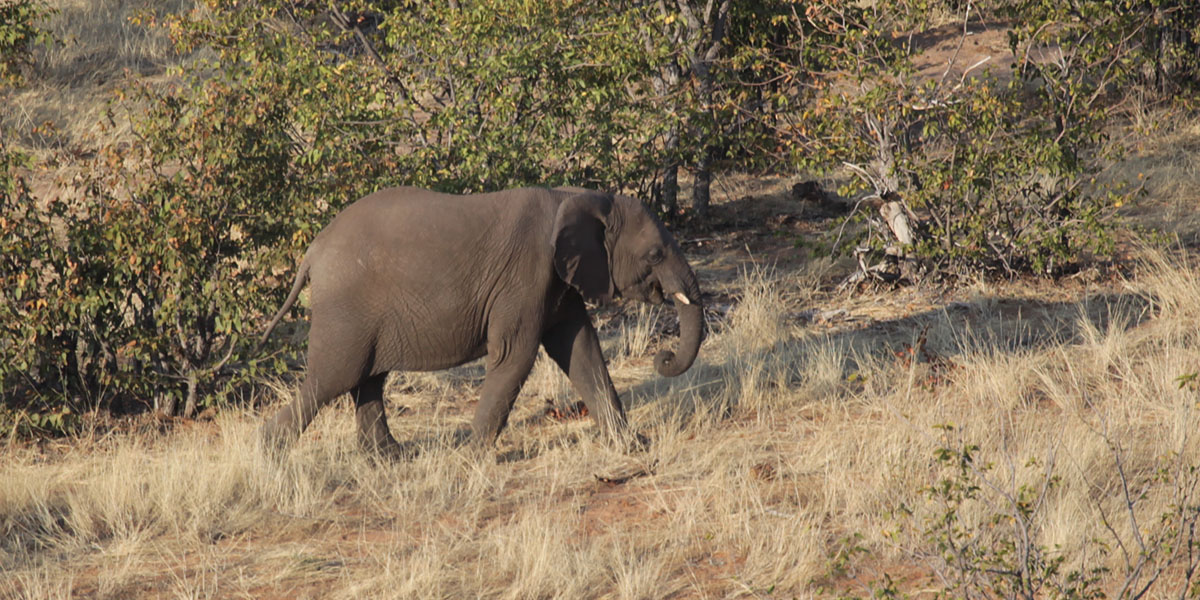 Olifant - Elephant
