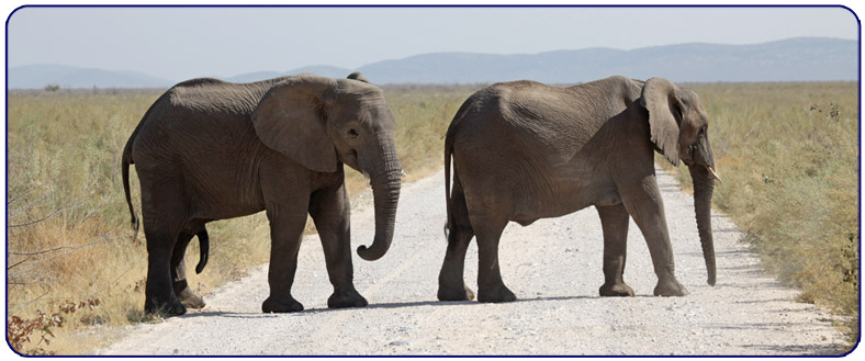 Elephants in Etosha NP Namibia