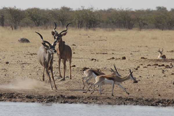 Greater kudu and Springbok