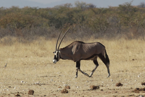 Gemsbok of Oryx