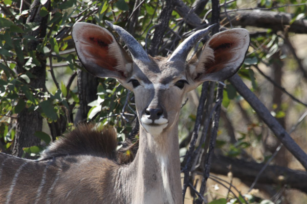 Female Great Kudu