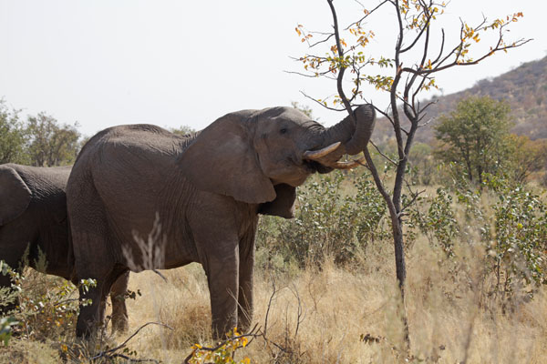 Olifant - Elephant