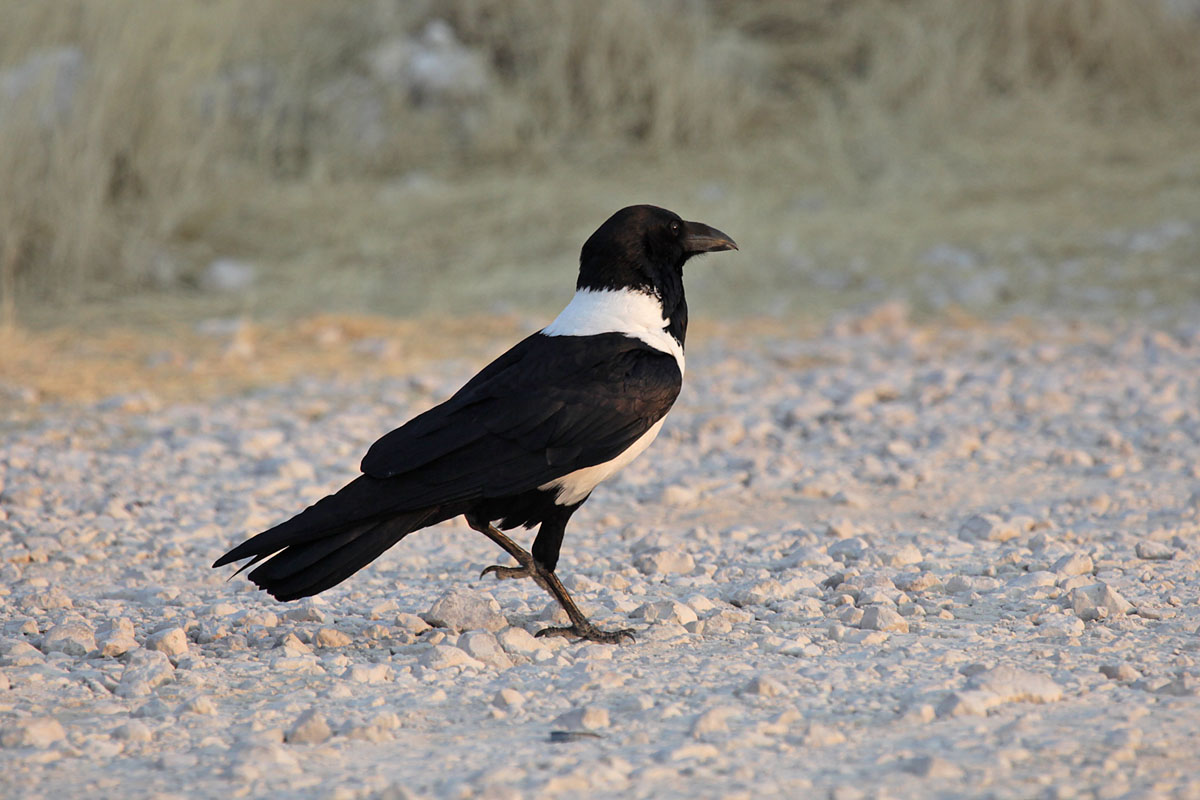 Schildraaf (Corvus albus)