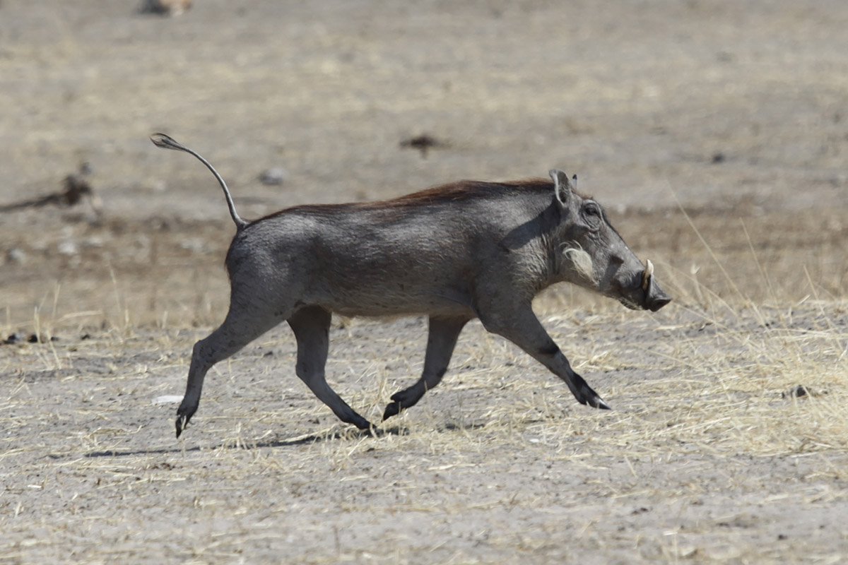 Wrattenzwijn (Warthog, Phacochoerus africanus)