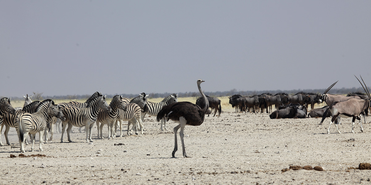 Struisvogel, Zebra, Blue Wildebeest en Spiesbok bij de waterpoel met de vreemde naam Ozonjuitji 'm Bari in Etosha