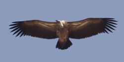 White-Backed Vulture