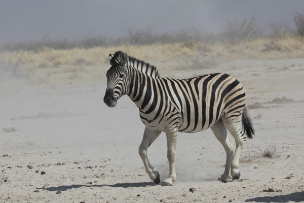 Burchell 's Plain Zebra near Ozonjuitji 'm Bari in Etosha