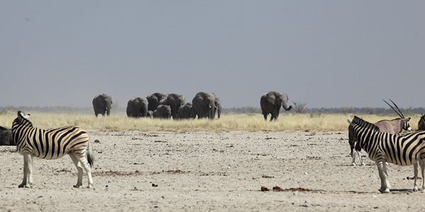 Elephants near Ozonjuitji 'm Bari in Etosha