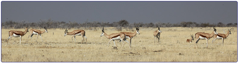 Springbok near Okaukuejo