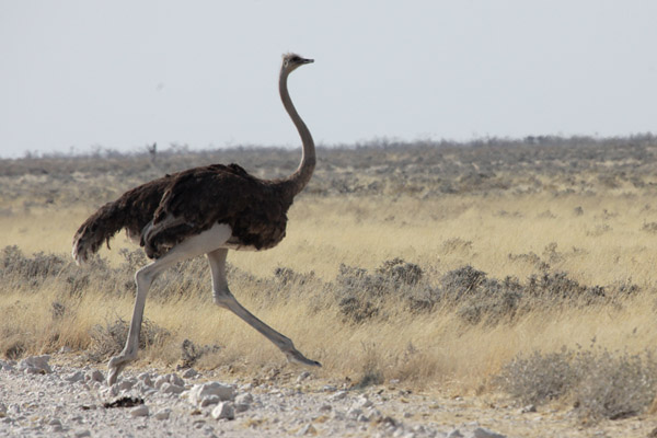 Ostrich - Struisvogel