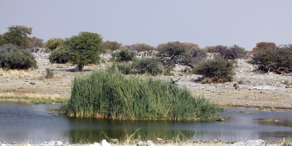 Waterhole near Halali Camp - Etosha