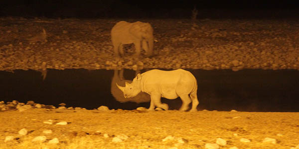 Rhino at waterhole in Okaukuejo