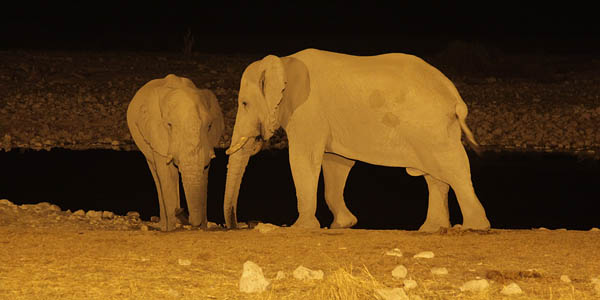 Elephants at waterhole in Okaukuejo Etosha