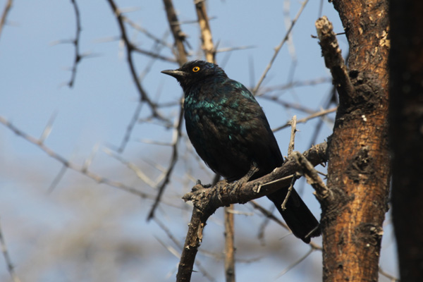 Cape Glossy Starling (Lamprotornis litens)