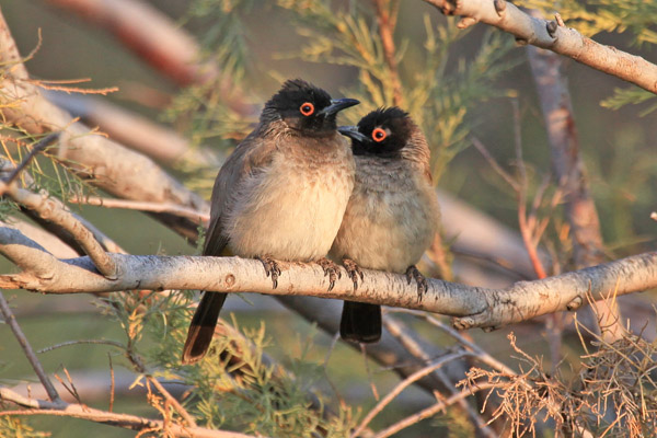African Red-Eyed Bulbul