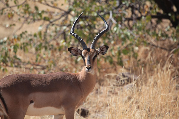 Black-Faced Impala (Aepyceros melampus petersi)