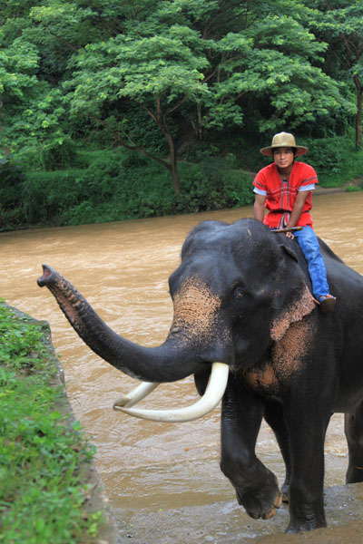 Na het wassen spuit deze olifant de toeschouwers nat.