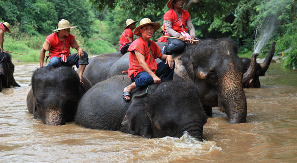 De olifanten nemen een bad in de rivier