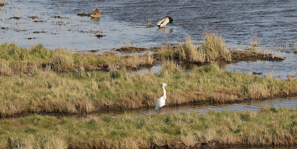 Kleine Zilverreiger