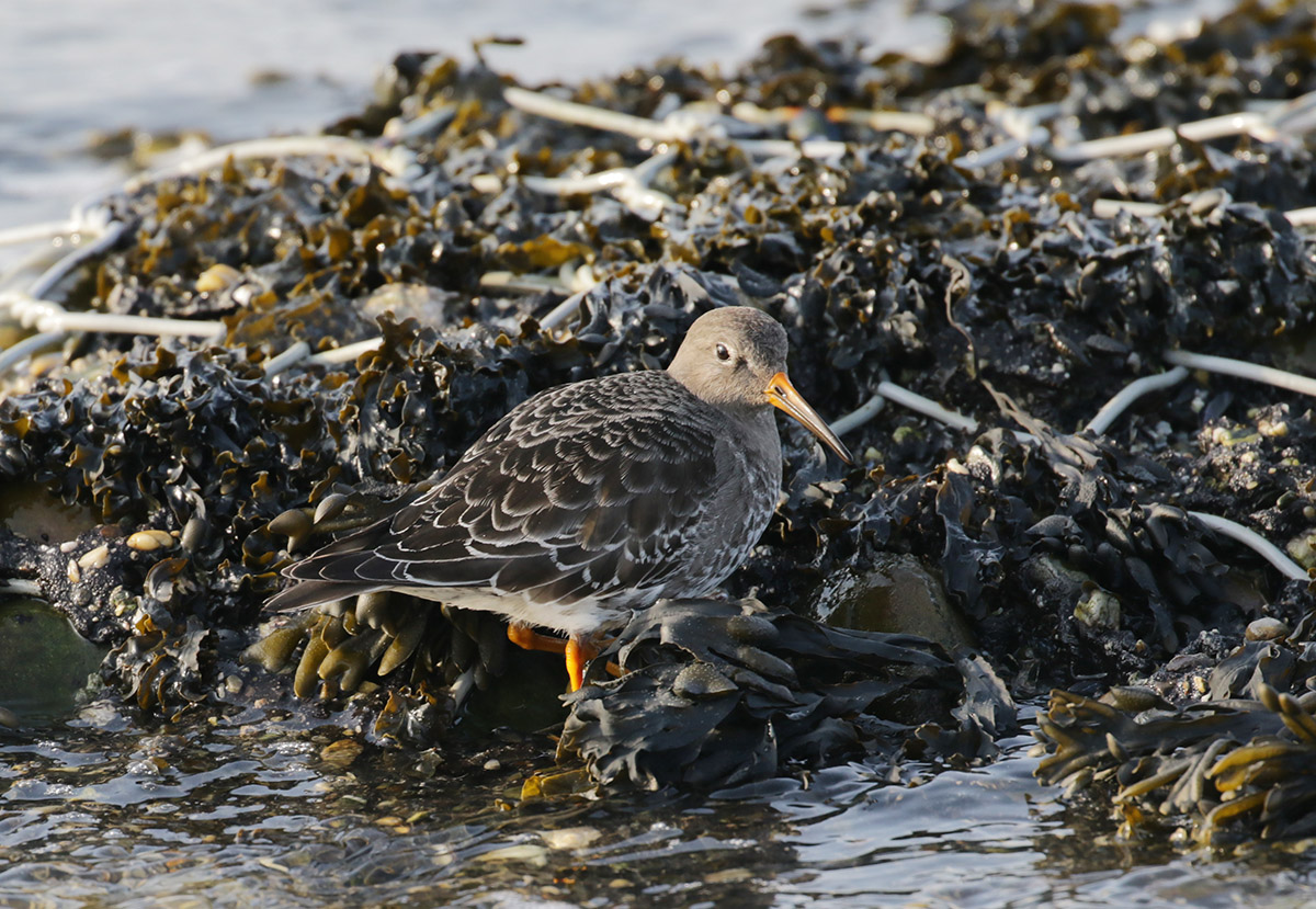 Paarse Strandloper