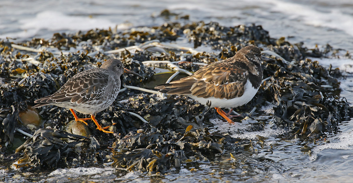 Paarse Strandloper en Steenloper